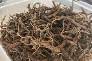 В посылке из Индии таможенники обнаружили грибы-паразиты