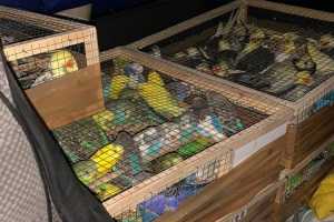Незаконный вывоз из России редких попугаев пресекли смоленские таможенники