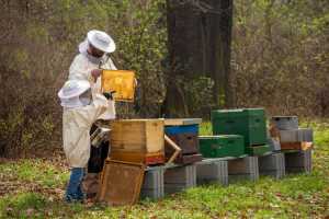 Пчеловодов России ждут в Москве